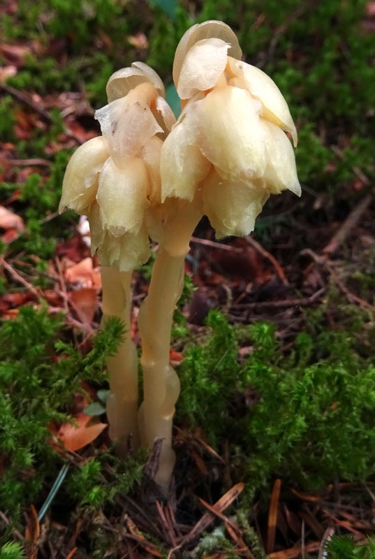 Monotropa hypopitys - Ericaceae